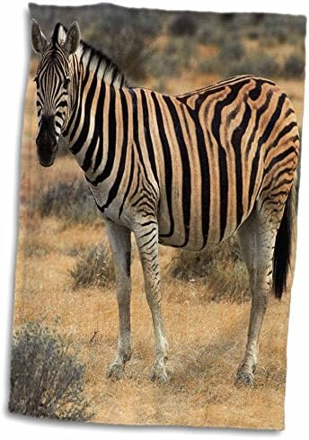 3dRose Burchells zebra, burchellii, Etosha NP, Namibya, Afrika. - Havlular (twl-188066-3)